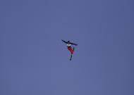 FIS FreeStyle Moscow 2009